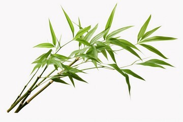 Fototapeta premium A close-up view of a plant showcasing its vibrant green leaves. This image can be used to depict nature, gardening, or environmental themes