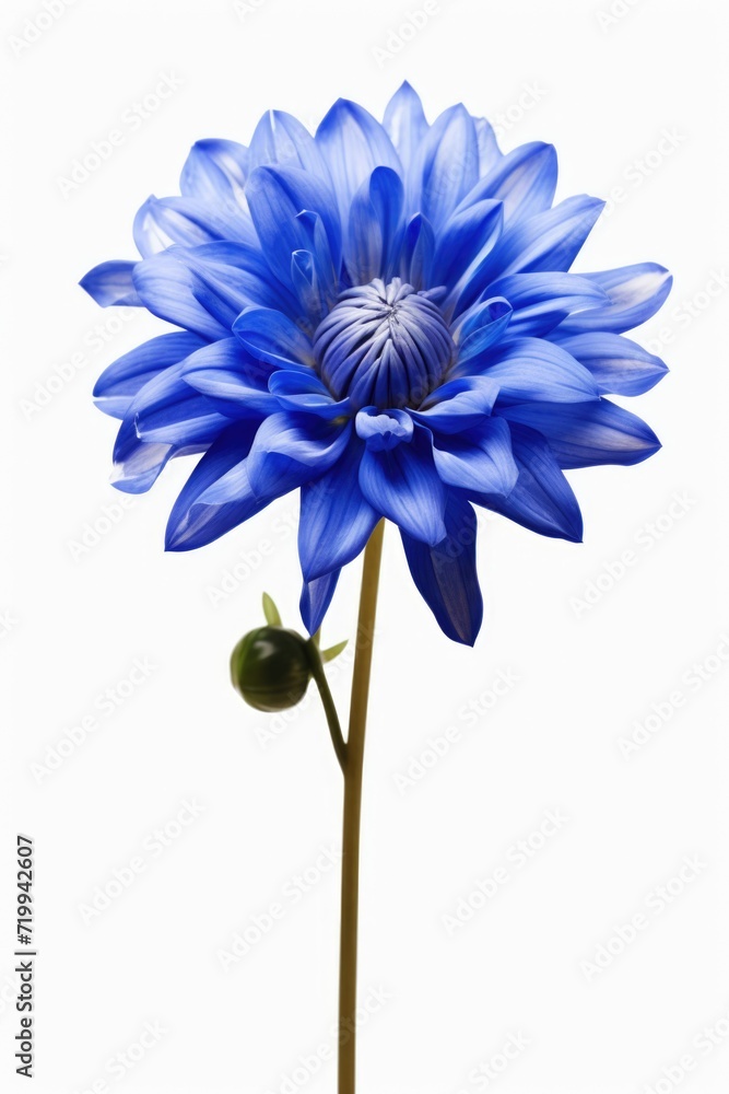 Poster a close-up view of a vibrant blue flower on a green stem. this image can be used for various purpose