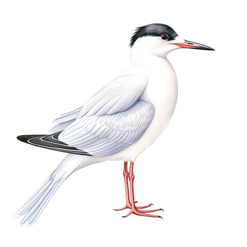 recommend clip art: AI-generated watercolor Tern Bird clip art illustration. Isolated elements on a white background.