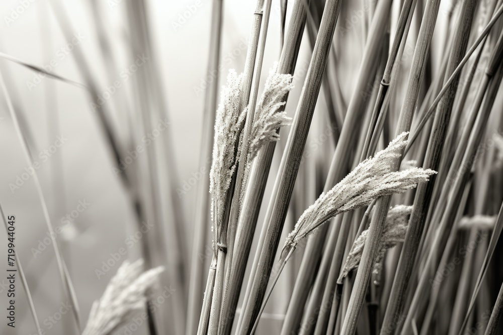 Poster a black and white photo showcasing a field of tall grass. suitable for various applications