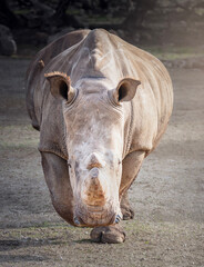 deux rhinocéros en fille indienne