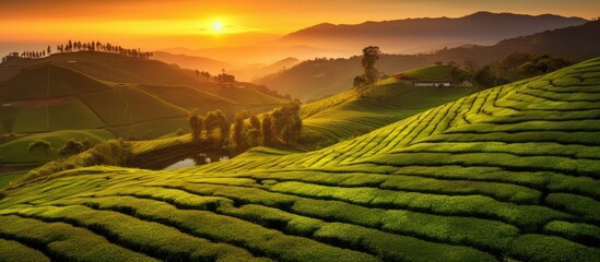 The sun sets over the tea plantation fields - obrazy, fototapety, plakaty