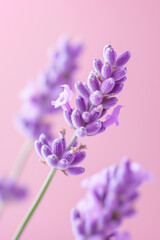 Obraz premium Purple lavender flower as vertical Greeting card template composition