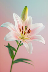 Fototapeta na wymiar Pink lily flower soft elegant vertical background, card template