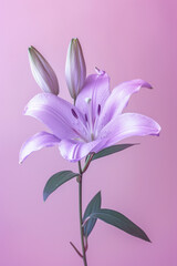 Fototapeta na wymiar Purple lily flower soft elegant vertical background, card template