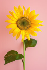 Obraz premium Yellow sunflower flower as vertical Greeting card template composition