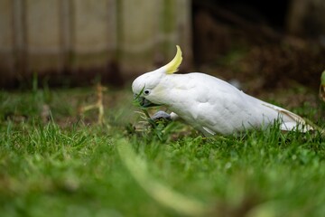 White cockatoo and corella perched in a gum tree in outback Australia. Native Australian birds in a...