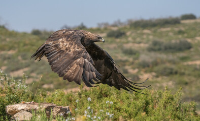 the majestic golden eagle in flight	