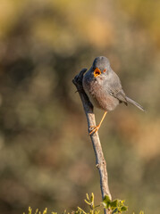 Datford Warbler singing on the branch	