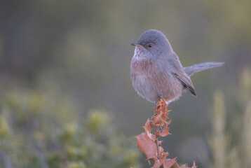 Datford Warbler on the branch	