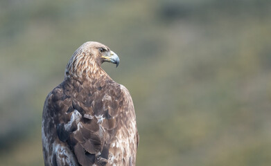 the majestic golden eagle portrait