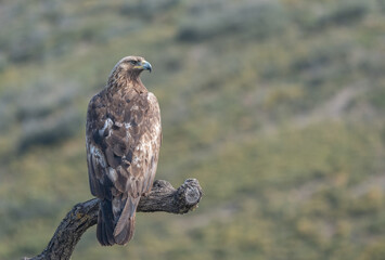 Obraz premium the majestic golden eagle on the trunk 