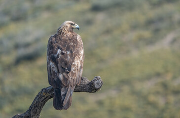 the majestic golden eagle on the trunk	