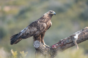 the majestic golden eagle on the trunk with her prey	