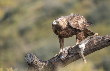 the majestic golden eagle on the trunk with her prey	