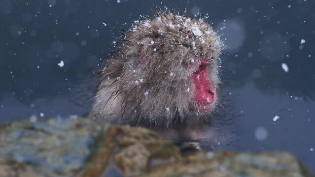 Snow Monkey in the snow at Jigokudani nature park, Japan: Slow Motion of Japanese monkey in Hot Spring, tourism in Japan in winter