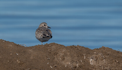 grey plover resting on one leg	