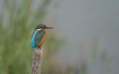 the kingfisher waiting on the branch	