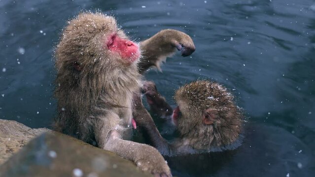 Two cute funny snow Monkeys in the snow at Jigokudani nature park, Japan: Slow Motion of Japanese monkey in Hot Spring, tourism in Japan in winter