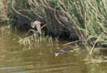 Barn Swallow and Sand Martin flying together	