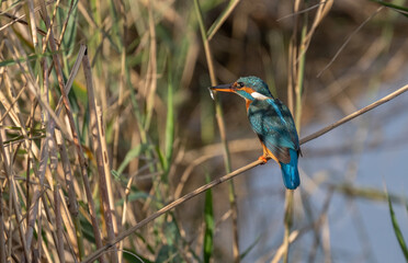 the kingfisher waiting on the branch	