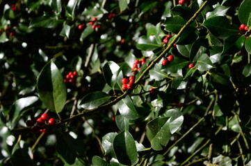Berries in Autumn in the Heath Lüneburger Heide, Grasbeck, Walsrode, Lower Saxony