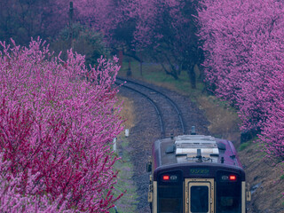 春の雨とわたらせ渓谷鐵道　満開の花桃の花　