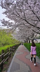 Spring Lake and Cherry Blossom Road Scenery in Korea