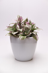 Potted Tradescantia house plant in white pot on light grey background