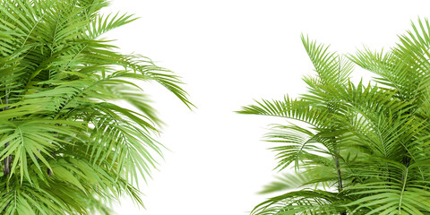 Palm leaves isolated on white	