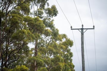 power lines in the bush in summer in australia