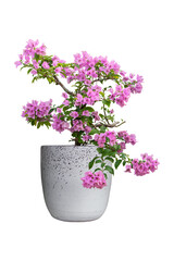 Beautiful purple Bougainvillea flower bloom in pot isolated on white background included clipping...
