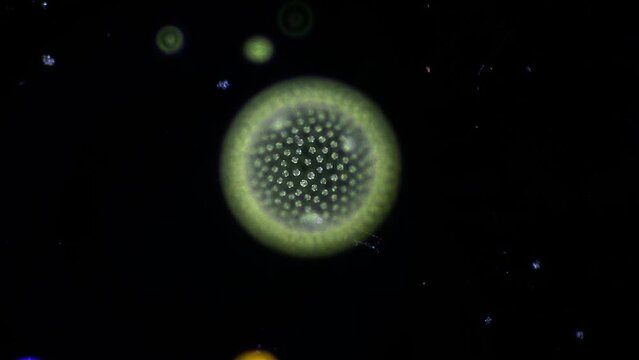 a single colony of the green alga Volvox, revolving under the microscope like a planet in the dark universe. Various micro organisms come to visit. 400x magnification, dark field microscopy