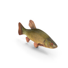 Tench Fish PNG