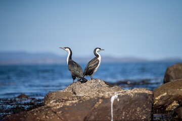 cormorant and seagull on an island in tasmania australia in summer with chicks in a nest