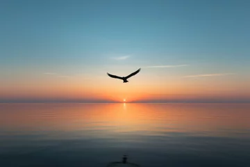 Fotobehang Seagull on sunrise, minimalistic silhouette of a bird flying over the horizon at dawn, Silhouette of a seagull © VisionCraft