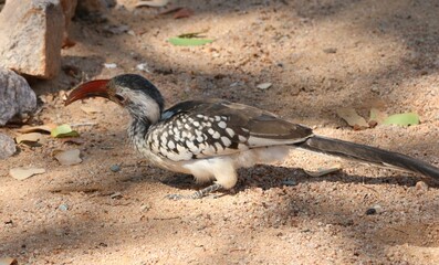 Southern Red Hornbill on the ground foraging for invertebrates.