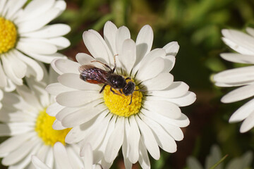 Obraz premium Blood bee Sphecodes monilicornis. Family sweat bees (Halictidae). Flower of common daisy Bellis perennis, family Asteraceae. May, Dutch garden