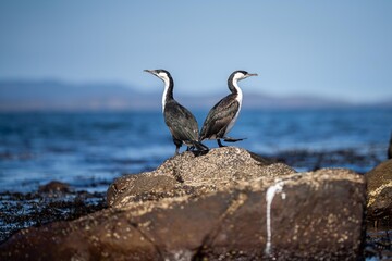 cormorant and seagull on an island in tasmania australia in summer with chicks in a nest