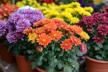 Chrysanthemums in pots. Bouquets for graves.