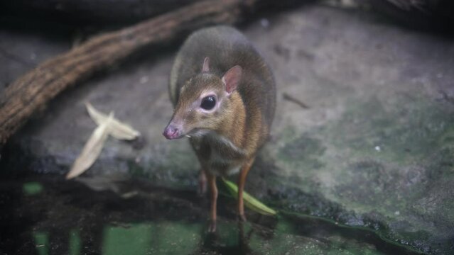A mouse deer drinks water near a pond.