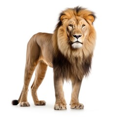 Fototapeta premium An image showcasing a majestic lion, contrasted with a white backdrop, Ai Generated