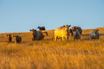 Regenerative Stud Angus, wagyu, Murray grey, Dairy and beef Cows and Bulls grazing on grass and...