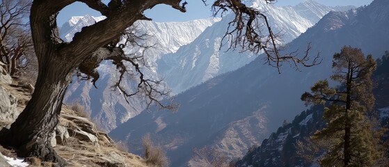 A dry tree stands in the mountains