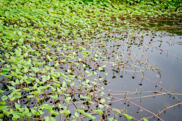 Ipomoea aquatica