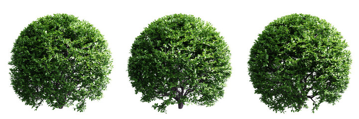 Buxus sempervirens round bush isolate transparent background.3d rendering PNG