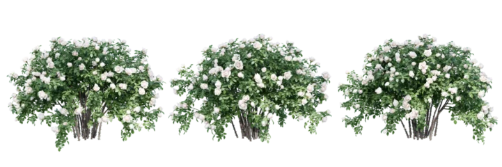 Foto op Aluminium Rose bush isolate transparent background.3d rendering PNG © Chayanee