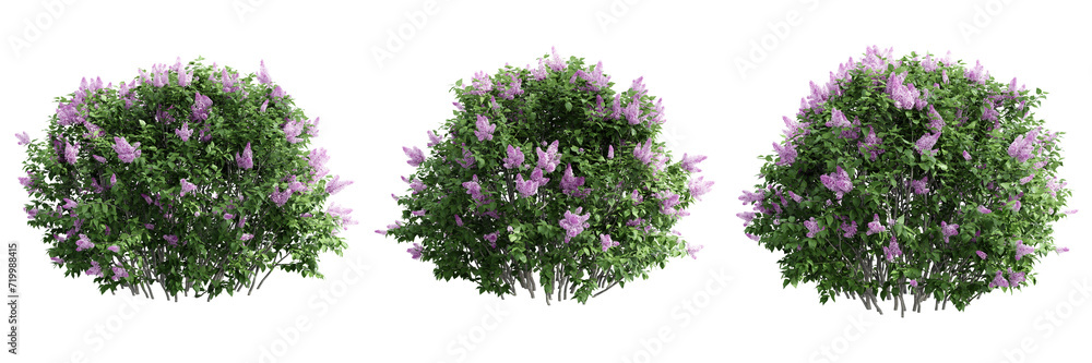 Poster syringa vulgaris isolate transparent background.3d rendering png