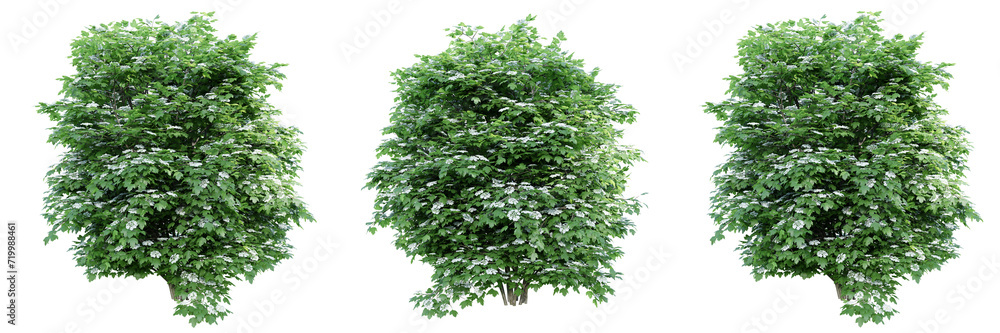 Poster viburnum opulus blossoming isolate transparent background.3d rendering png