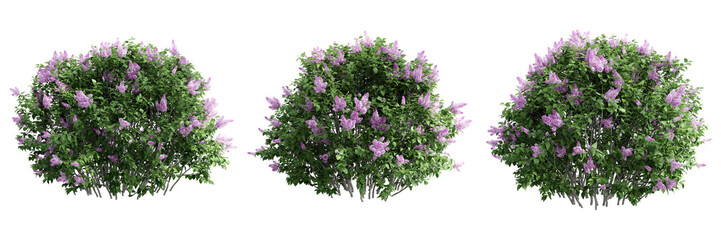 Syringa Vulgaris isolate transparent background.3d rendering PNG